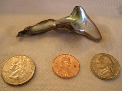 Great White Shark Abalone Pearl