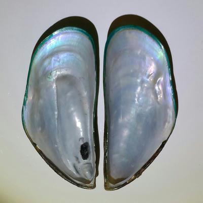 Green Mussel Blister