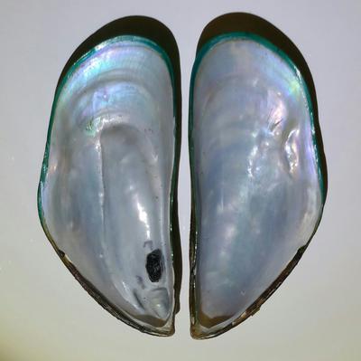 Green Mussel Blister