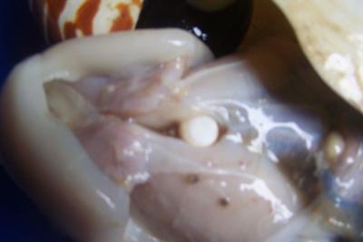 Green Turbo Marmoratus Pearl