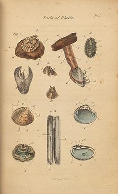 The second edition of the book included colored illustrations
