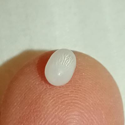 Half Carat+ Clam Pearl for Sale Drop Shape