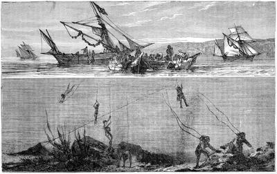 An engraving of pearl divers collecting oysters off the sea floor around Broome, circa 1880. LAKEVIEW IMAGES / ALAMY STOCK PHOTO
