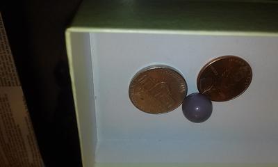 Quahog pearl 11-12 cm