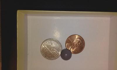 Quahog pearl 11-12 cm