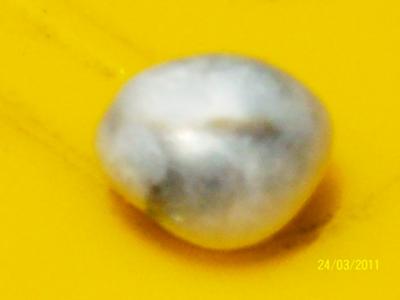 Natural Australian Pearl