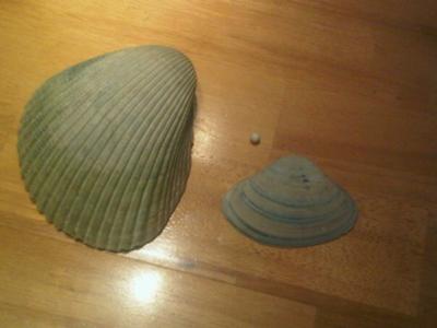 Shell Where Pearl was Found