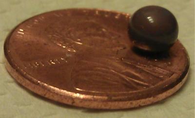 Natural quahog pearl