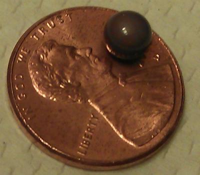 Natural quahog pearl