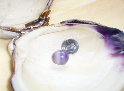 25.67ct Purple Quahog Pearl