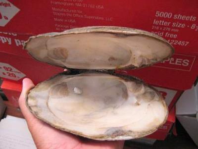 Freshwater Blister Pearl