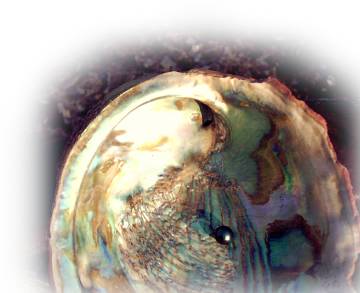 Abalone Shell