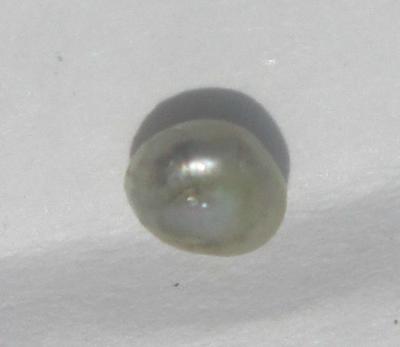 0.25 carat iridescent button shape abalone pearl