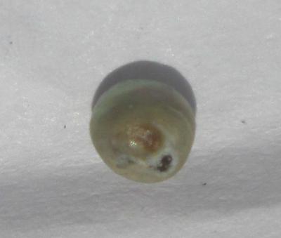 0.25 carat iridescent button shape abalone pearl