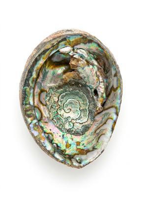 Iridescent Abalone Shell With Blister Pearl