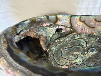 Iridescent Abalone Shell With Blister Pearl