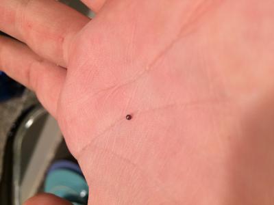 Dark Blue/ black pearl