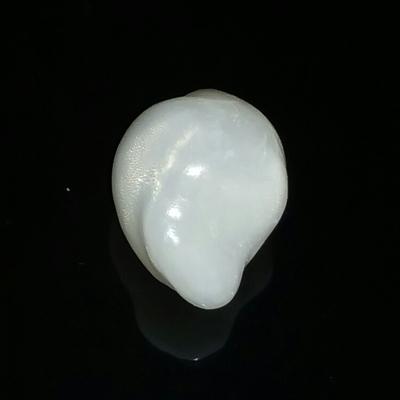 Large Clam Pearl 41 ct 23mm for Sale