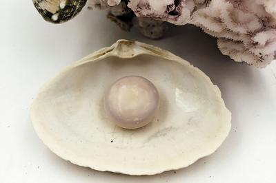 The giant clam pearl recently found by kitchen staff the Gosman's fish market measures about 20 millimeters. Rebekah Harris