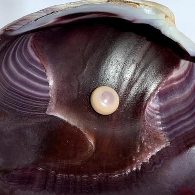 Lavender and Beige Quahog Pearl with Bullseye