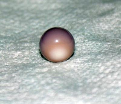 Purple & White Quahog Pearl