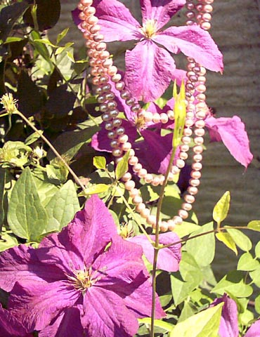 clematis and lavender pearls clematis and lavender pearls