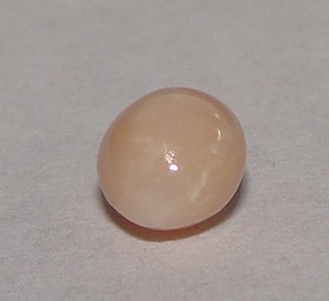 Light brown Conch Pearl