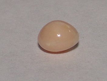 Light brown Conch Pearl