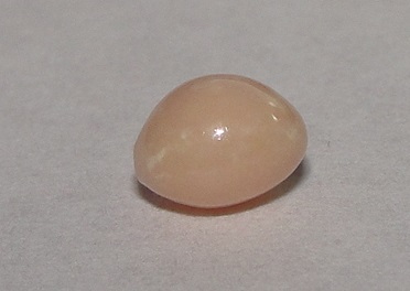 Light brown Conch Pearl