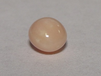 Light brown Conch Pearl