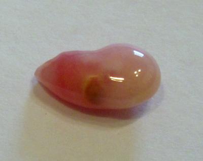 2.34 carat conch pearl