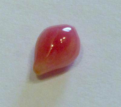 1.33 carat conch pearl