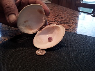 10mm Quahog Pearl