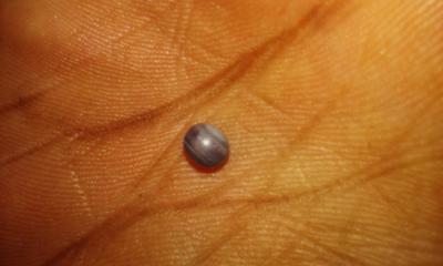 Lavender quahog pearl