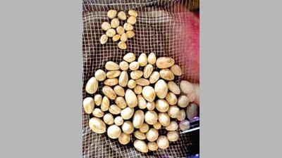 Man with 76 ‘Elephant Pearls’ arrested
