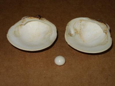 Clam Pearl and Shell It Came From