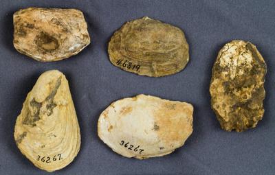 Ancient mollusks like the ones above can tell scientists a lot about the world’s past. Smithsonian