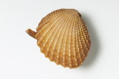 This is a picture of the bivalve genus Neotrigonia which was found alive in the early 1800s. Up until then, scientists had believed the family went extinct.  Jon Augier, Museums Victoria