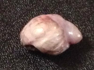 Natural USA Freshwater Pearl