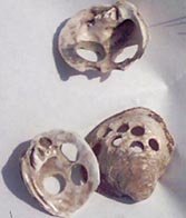 Shell with Blanks Cut Out