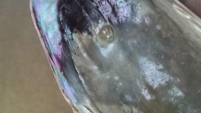 Mussel pearl - blister?
