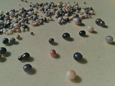 My Beautiful Canadian Pearls from Nova Scotia