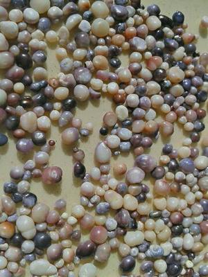 My Beautiful Canadian Pearls from Nova Scotia