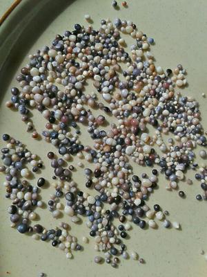 My Beautiful Canadian Pearls from Nova Scotia