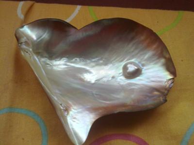 heart shaped natural blister pearl