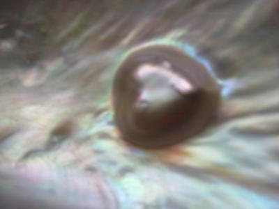 heart shaped natural blister pearl