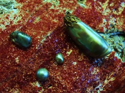 Collection of Rare Abalone Pearls