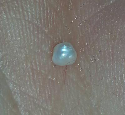 1.5mm natural freshwater pearl found in Illinois