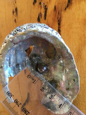 My Tasmanian beach find