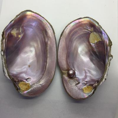 USA freshwater mussel